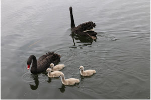 Black Swans on Lake Wendouree, Ballarat