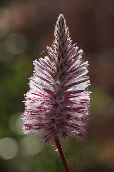 Mulla mulla growing in the Kimberley, near Broome