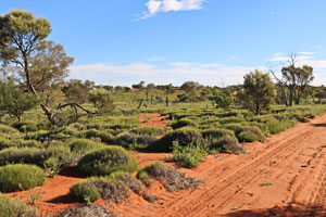 green spinifex along the Anne Beadell Highway