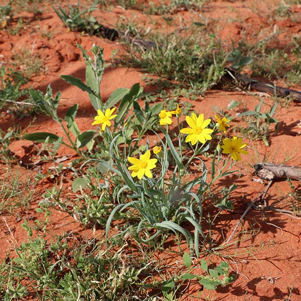 yellow daisy desert wildflower