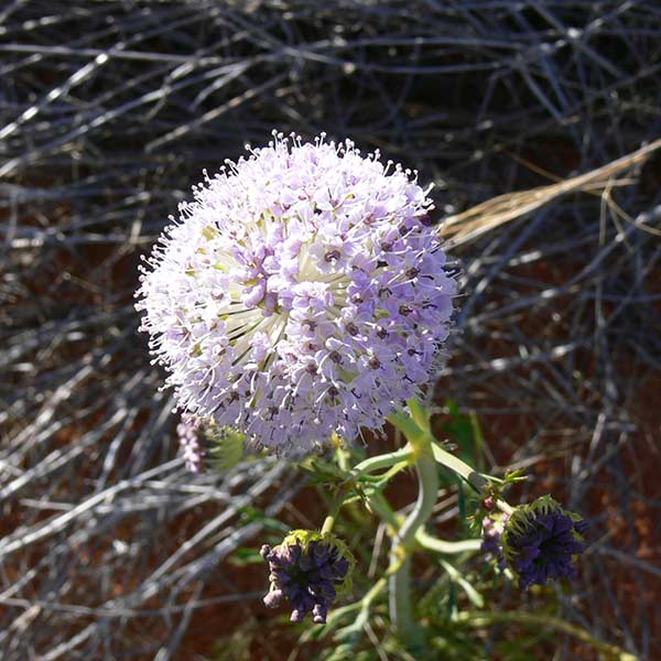 a pom-pom flowering desert wildflower