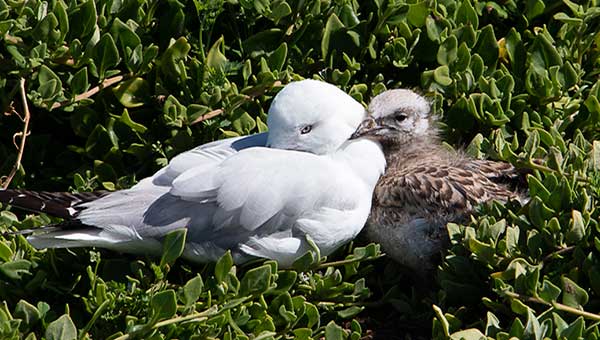 A silver gull and chick at the Nobbies, Phillip Island
