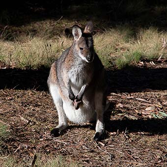 Wallaby with Joey at Mt Werong picnic area, NSW