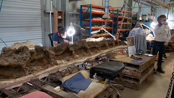 working on dinosaur bones at Winton, Queensland
