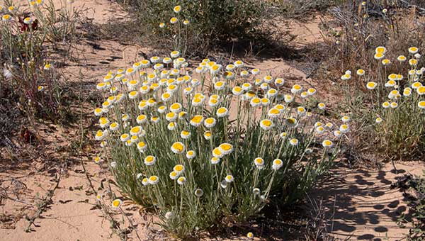 Poached egg daisies in nothern South Australia